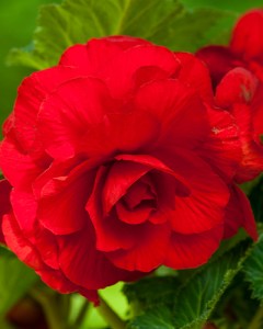 Begonia Grandiflora Red4